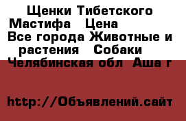 Щенки Тибетского Мастифа › Цена ­ 60 000 - Все города Животные и растения » Собаки   . Челябинская обл.,Аша г.